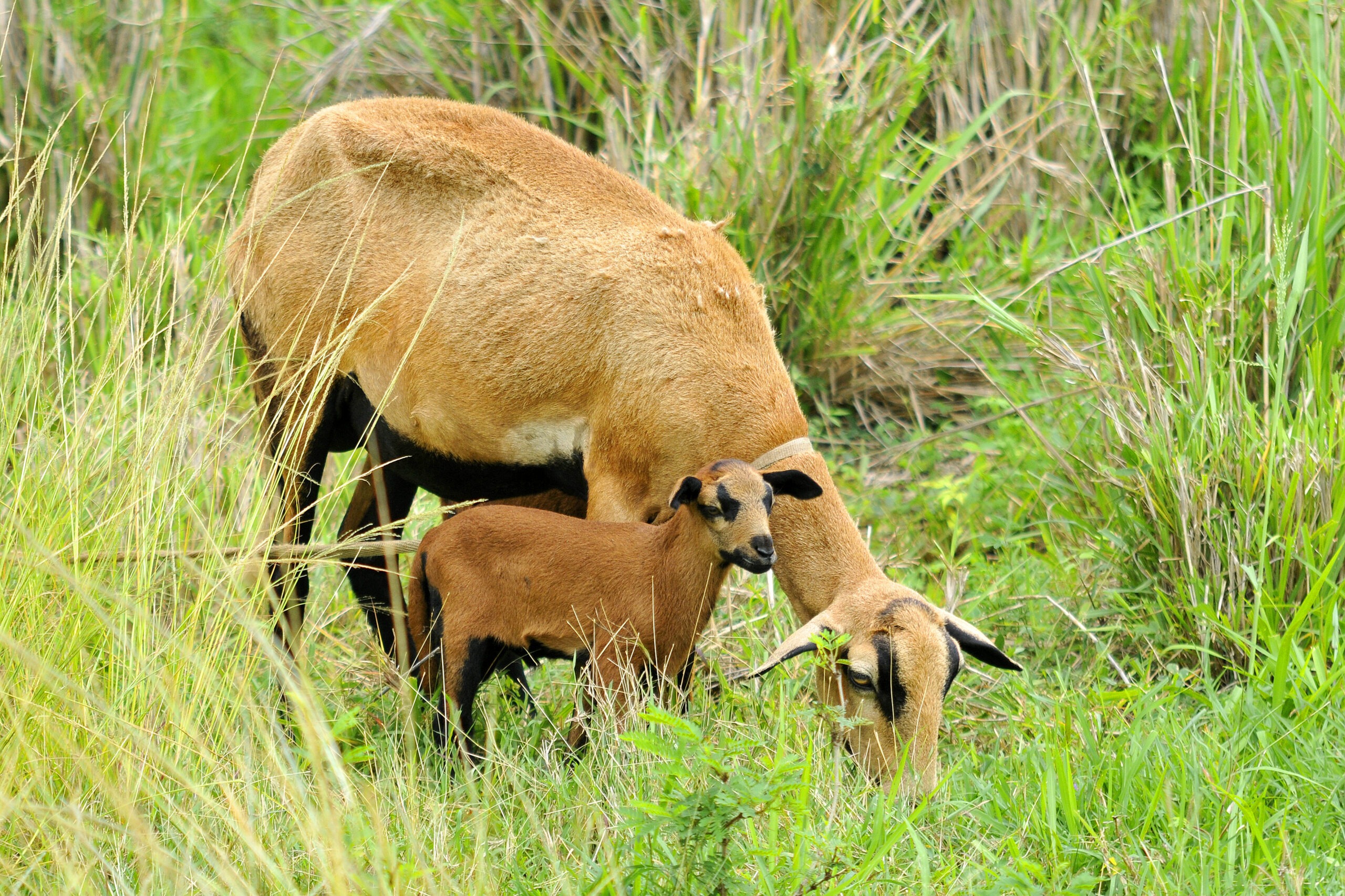 bajan black belly sheep