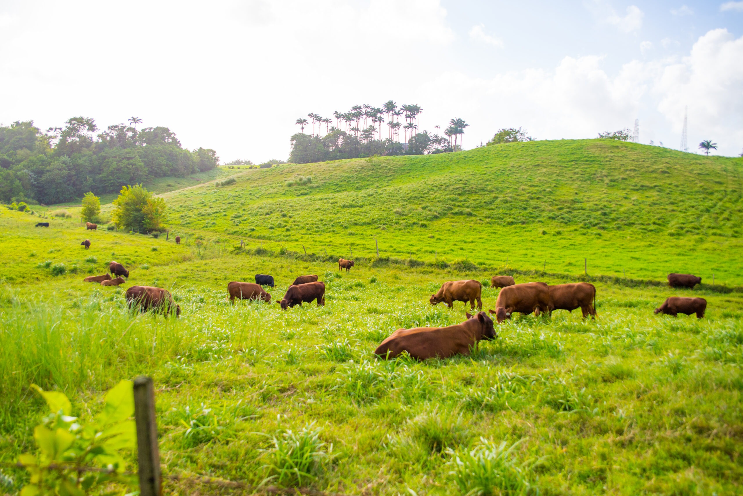 cattle on bajan farm